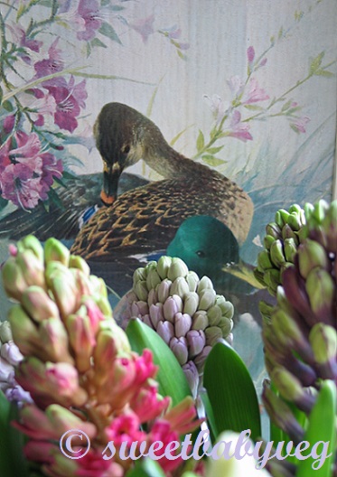 hyacinths-and-duck-feb-2014-001-copy