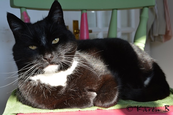 Josef on a stool I am in the process of painting and distressing