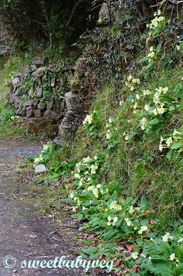 Devon Primroses March 2016 004 (2)