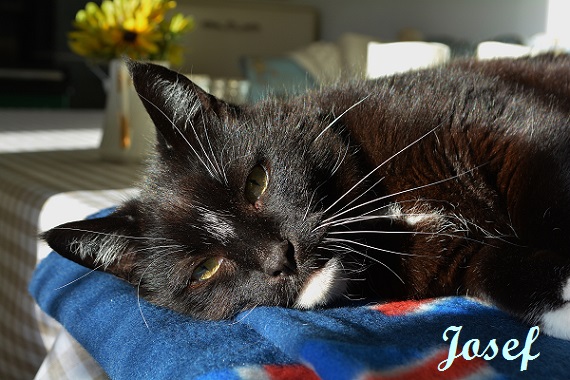 josef sunny morning Feb 2016 002 (2)